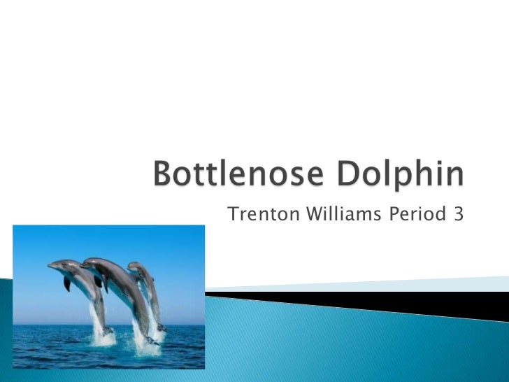 bottlenose dolphin informative speech essay Dolphin exhibitions, primarily of bottlenose dolphins and orcas (killer whales), became popular in the 1960s today more than 300. bottlenose dolphin informative speech essay Dolphin exhibitions, primarily of bottlenose dolphins and orcas (killer whales), became popular in the 1960s today more than 300.