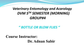 Veterinary Entomology and Acarology
DVM 5TH SEMESTER (MORNING)
GROUP#4
“ BOTTLE OR BLOW FLIES “
Course Instructor:
Dr. Adnan Sabir
 