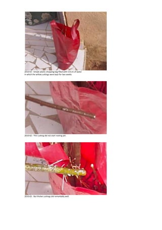 Bottle reforestation with Navajo willow