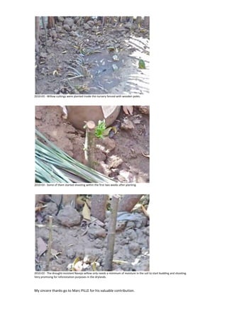 Bottle reforestation with Navajo willow