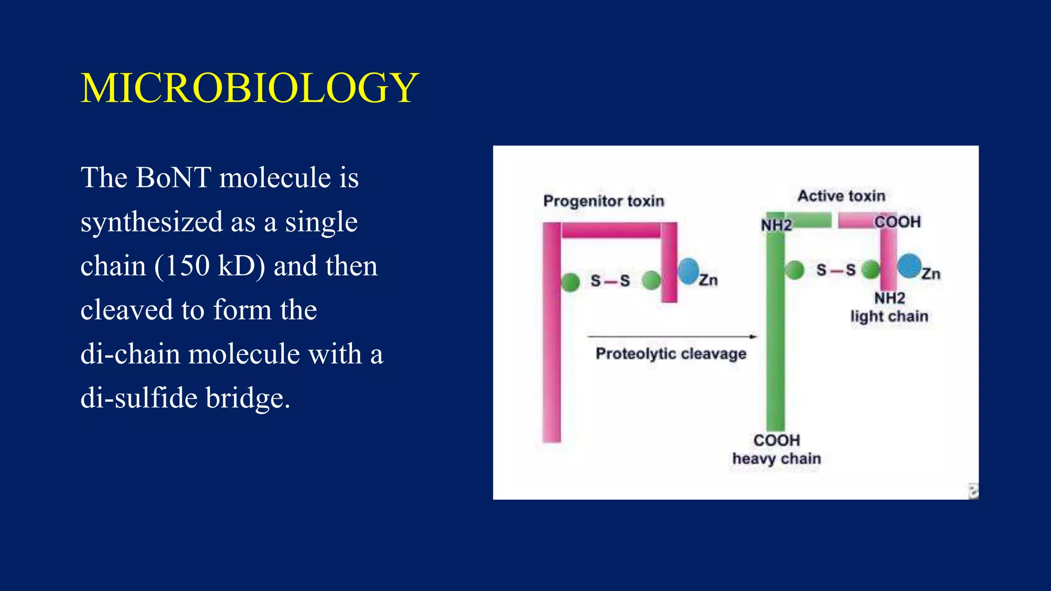 MICROBIOLOGY
The BoNT molecule is
synthesized as a single
chain (150 kD) and then
cleaved to form the
di-chain molecule with a
di-sulfide bridge.
 