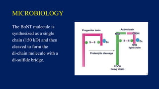 MICROBIOLOGY
The BoNT molecule is
synthesized as a single
chain (150 kD) and then
cleaved to form the
di-chain molecule with a
di-sulfide bridge.
 
