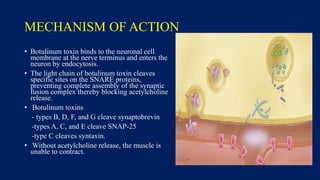 MECHANISM OF ACTION
• Botulinum toxin binds to the neuronal cell
membrane at the nerve terminus and enters the
neuron by endocytosis.
• The light chain of botulinum toxin cleaves
specific sites on the SNARE proteins,
preventing complete assembly of the synaptic
fusion complex thereby blocking acetylcholine
release.
• Botulinum toxins
- types B, D, F, and G cleave synaptobrevin
-types A, C, and E cleave SNAP-25
-type C cleaves syntaxin.
• Without acetylcholine release, the muscle is
unable to contract.
 