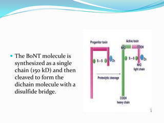  The BoNT molecule is

synthesized as a single
chain (150 kD) and then
cleaved to form the
dichain molecule with a
disulfide bridge.

 