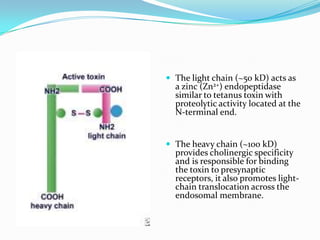  The light chain (~50 kD) acts as

a zinc (Zn2+) endopeptidase
similar to tetanus toxin with
proteolytic activity located at the
N-terminal end.

 The heavy chain (~100 kD)

provides cholinergic specificity
and is responsible for binding
the toxin to presynaptic
receptors, it also promotes lightchain translocation across the
endosomal membrane.

 