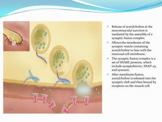 







Release of acetylcholine at the
neuromuscular junction is
mediated by the assembly of a
synaptic fusion complex.
Allows the membrane of the
synaptic vesicle containing
acetylcholine to fuse with the
neuronal cell membrane.
The synaptic fusion complex is a
set of SNARE proteins, which
include synaptobrevin, SNAP-25,
and syntaxin.
After membrane fusion,
acetylcholine is released into the
synaptic cleft and then bound by
receptors on the muscle cell.

 