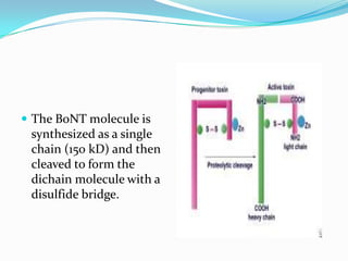  The BoNT molecule is

synthesized as a single
chain (150 kD) and then
cleaved to form the
dichain molecule with a
disulf...