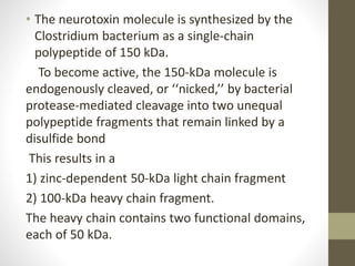 • The neurotoxin molecule is synthesized by the
Clostridium bacterium as a single-chain
polypeptide of 150 kDa.
To become active, the 150-kDa molecule is
endogenously cleaved, or ‘‘nicked,’’ by bacterial
protease-mediated cleavage into two unequal
polypeptide fragments that remain linked by a
disulfide bond
This results in a
1) zinc-dependent 50-kDa light chain fragment
2) 100-kDa heavy chain fragment.
The heavy chain contains two functional domains,
each of 50 kDa.
 