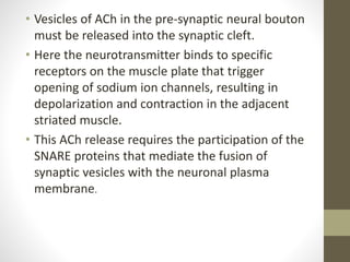 • Vesicles of ACh in the pre-synaptic neural bouton
must be released into the synaptic cleft.
• Here the neurotransmitter binds to specific
receptors on the muscle plate that trigger
opening of sodium ion channels, resulting in
depolarization and contraction in the adjacent
striated muscle.
• This ACh release requires the participation of the
SNARE proteins that mediate the fusion of
synaptic vesicles with the neuronal plasma
membrane.
 