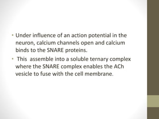 • Under influence of an action potential in the
neuron, calcium channels open and calcium
binds to the SNARE proteins.
• This assemble into a soluble ternary complex
where the SNARE complex enables the ACh
vesicle to fuse with the cell membrane.
 