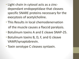 • Light chain in cytosol acts as a zinc-
dependant endopeptidase that cleaves
specific SNARE proteins necessary for the
exocytosis of acetylcholine.
• This Results in local chemodenervation
of the muscle causes a flaccid paralysis.
• Botulinum toxins A and E cleave SNAP-25.
• Botulinum toxins B, D, F, and G cleave
VAMP/synaptobrevin.
• Toxin serotype C cleaves syntaxin.
 
