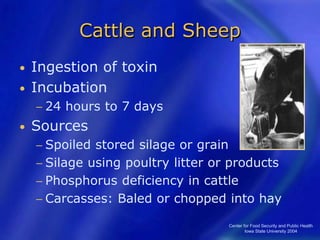 Center for Food Security and Public Health
Iowa State University 2004
Cattle and Sheep
• Ingestion of toxin
• Incubation
− 24 hours to 7 days
• Sources
− Spoiled stored silage or grain
− Silage using poultry litter or products
− Phosphorus deficiency in cattle
− Carcasses: Baled or chopped into hay
 