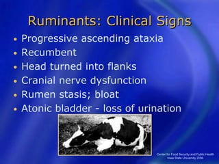 Center for Food Security and Public Health
Iowa State University 2004
Ruminants: Clinical Signs
• Progressive ascending ataxia
• Recumbent
• Head turned into flanks
• Cranial nerve dysfunction
• Rumen stasis; bloat
• Atonic bladder - loss of urination
 