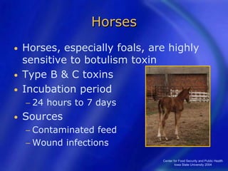 Center for Food Security and Public Health
Iowa State University 2004
Horses
• Horses, especially foals, are highly
sensitive to botulism toxin
• Type B & C toxins
• Incubation period
− 24 hours to 7 days
• Sources
− Contaminated feed
− Wound infections
 