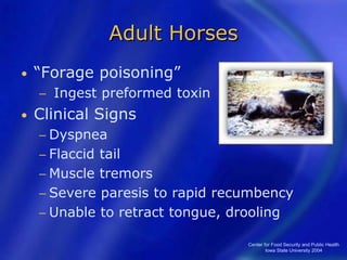 Center for Food Security and Public Health
Iowa State University 2004
Adult Horses
• “Forage poisoning”
− Ingest preformed toxin
• Clinical Signs
− Dyspnea
− Flaccid tail
− Muscle tremors
− Severe paresis to rapid recumbency
− Unable to retract tongue, drooling
 
