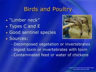 Center for Food Security and Public Health
Iowa State University 2004
Birds and Poultry
• “Limber neck”
• Types C and E
• Good sentinel species
• Sources:
− Decomposed vegetation or invertebrates
− Ingest toxin or invertebrates with toxin
− Contaminated feed or water of chickens
 