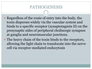 PATHOGENESIS
 Regardless of the route of entry into the body, the
toxin disperses widely via the vascular system and
binds to a specific receptor (synaptotagmin II) on the
presynaptic sides of peripheral cholinergic synapses
at ganglia and neuromuscular junctions.
 The heavy chain of the toxin binds to the receptors,
allowing the light chain to translocate into the nerve
cell via receptor-mediated endocytosis
 