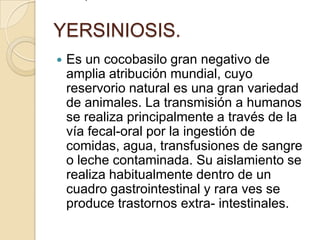 YERSINIOSIS.Es un cocobasilo gran negativo de amplia atribución mundial, cuyo reservorio natural es una gran variedad de animales. La transmisión a humanos se realiza principalmente a través de la vía fecal-oral por la ingestión de comidas, agua, transfusiones de sangre o leche contaminada. Su aislamiento se realiza habitualmente dentro de un cuadro gastrointestinal y rara ves se produce trastornos extra- intestinales.: