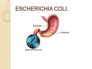 ESCHERICHIA COLI.