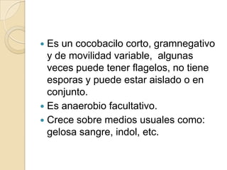 Es un cocobacilo corto, gramnegativo y de movilidad variable,  algunas veces puede tener flagelos, no tiene esporas y puede estar aislado o en conjunto.Es anaerobio facultativo.Crece sobre medios usuales como: gelosa sangre, indol, etc.