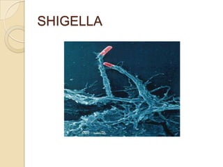 SHIGELLA
