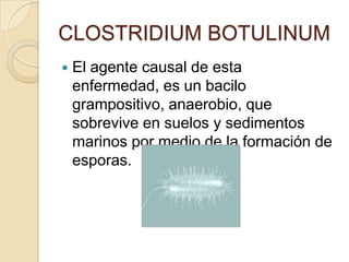 CLOSTRIDIUM BOTULINUMEl agente causal de esta enfermedad, es un bacilo grampositivo, anaerobio, que sobrevive en suelos y sedimentos marinos por medio de la formación de esporas.