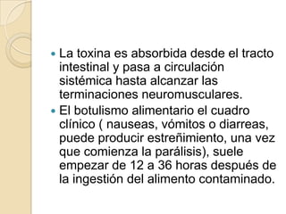 La toxina es absorbida desde el tracto intestinal y pasa a circulación sistémica hasta alcanzar las terminaciones neuromusculares.El botulismo alimentario el cuadro clínico ( nauseas, vómitos o diarreas, puede producir estreñimiento, una vez que comienza la parálisis), suele empezar de 12 a 36 horas después de la ingestión del alimento contaminado.