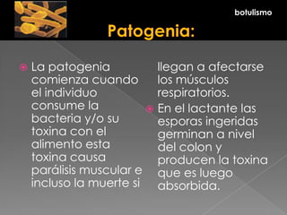  La patogenia
comienza cuando
el individuo
consume la
bacteria y/o su
toxina con el
alimento esta
toxina causa
parálisis muscular e
incluso la muerte si
llegan a afectarse
los músculos
respiratorios.
 En el lactante las
esporas ingeridas
germinan a nivel
del colon y
producen la toxina
que es luego
absorbida.
botulismo
 