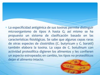 La especificidad antigénica de sus toxinas permite distinguir
microorganismo de tipos A hasta G; así mismo se ha
propuesto un sistema de clasificación basado en las
características fisiológicas. Se sabe que algunas cepas raras
de otras especies de clostridios (C. butyricum y C. baratii)
también elabora la toxina. La cepa de C. botulinum con
actividad proteolítica digieren los alimentos y les confieren
un aspecto estropeado; en cambio, los tipos no proteolíticos
dejan el alimento intacto.

 