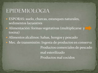 ESPORAS: suelo, charcas, estanques naturales, sedimentos lacuestres Alimentación: formas vegetativas (multiplicarse  y   toxina)Alimentos alcalinos: habas, hongos y pescadoMec. de transmisión: Ingesta de productos en conserva                                       Productos comerciales de pescado                                       mal esterilizado                                       Productos mal cocidosEPIDEMIOLOGIA	