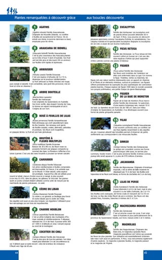 44 45
8
2
3
4
6
5
ARAUCARIA DE BIDWILL
ARBOUSIER
ARBRE BOUTEILLE
BRUYÈRE À
FLEURS MULTIPLES
BOSÉ À FEUILLES DE LILAS
1
7
AGATHIS
CÈDRE DU LIBAN
CAROUBIER
(Araucaria bidwilli) Famille Araucariaceae
C’est le plus volumineux des Araucaria plantés
sur la Côte d’Azur. Il vient d’Australie. Son fruit
vert est très gros et très lourd (30 cm environ).
Les feuilles sont rigides et épineuses.
(Brachychiton rupestris)
Famille des Malvaceae
Il est originaire du Queensland, en Australie.
Son tronc renflé, dans lequel il stocke de l’eau,
lui donne son aspect remarquable et est à
l’origine de son nom.
(Agathis robusta) Famille Araucariaceae.
Originaire de Nouvelle-Zélande, ce conifère
à feuilles est exceptionnel en France. On en
extrait une résine, la gomme dammara ou kauri,
employée pour les vernis.
(Bosea yervamora) Famille Amaranthaceae
Petit arbrisseau qui croît naturellement dans
les Îles Canaries. Ses rameaux sont garnis
de feuilles simples, ovales, alternées, pétiolées
et pointues. Ses fleurs sont rougeâtres,
en grappes lâches. Le fruit est une baie globuleuse.
(Erica multiflora) Famille Ericaceae
Buisson de 30 à 80 cm, les fleurs roses ou
pourpres forment une grappe compacte au
sommet des tiges. La floraison s’effectue d’oc-
tobre à janvier. C’est une des rares bruyères à pousser sur terrain calcaire.
(Arbutus unedo) Famille Ericaceae
C’est une espèce d’arbustes de 5 à 15 m,
répandue sur le pourtour méditerranéen.
Le fruit (arbouse ou fraise chinoise) est rouge,
puis orangé à maturité. Il est comestible, sans goût très prononcé, mûr en
hiver et riche en vitamine C.
(Ceratonia siliqua) Famille Fabaceae
Cet arbre méditerranéen à feuilles composées
est thermophile. En France, il ne subsiste que
sur le littoral. À l’état naturel, cette espèce
est protégée. Aujourd’hui, elle est utilisée pour
nourrir le bétail, chacun d’entre nous en a mangé, le plus souvent
à son insu (E 410), dans les glaces, les gâteaux, le chocolat. Ses graines
ayant un poids constant étaient utilisées comme unité de mesure par les
marchands de pierres précieuses : le carat.
(Cedrus libanensis) Famille Pinaceae
Ce cèdre a, en général, un feuillage plus foncé
et moins bleuté que le cèdre de l’Atlas.
Ses aiguilles sont aussi un peu plus longues. Les égyptiens l’utilisaient pour
leur sarcophage car son bois est imputrescible.
9
10
11
CHARME HOUBLON
COCOTIER DU CHILI
EUCALYPTUS
(Ostrya carpinifolia) Famille Betulaceae
C’est un arbre indigène des montagnes d’Eu-
rope centrale et méditerranéenne. Il dépasse
rarement les 15 m de haut. Il pousse entre 300
et 1 000 m d’altitude en ubac (versant exposé
au nord de la montagne).
(Jubaea chilensis) Famille des Arecaceae
C’est le plus gros de tous les palmiers. Son stipe
massif peut atteindre 5 m de circonférence au
sol. Il détient aussi un autre record : celui de la lenteur de croissance.
Il fleurit vers l’âge de 60 ans.
Famille des Myrtaceae. Les eucalyptus sont
de grands arbres pouvant atteindre 50 m
de haut. À Nice, vous pourrez en découvrir
plusieurs spécimens comme l’eucalyptus ficifolia, le camaldulensis, l’eu-
calyptus rostrata et le spectaculaire eucalyptus deglupta ou eucalyptus
arc-en-ciel, à cause de son écorce multicolore.
12 FICUS RETUSA
Famille des Moraceae. Le Ficus retusa est très
souvent cultivé en bonsaï car c’est une des
rares espèces d’arbre qui peut supporter
d’être cultivée comme une plante d’intérieur.
13 FIGUIER
(Ficus carica) Famille des Moraceae
Ses fleurs sont invisibles de l’extérieur car
elles sont enfermées dans ce que l’on nomme
la figue. Violettes, vertes ou blanches, les
figues ont une valeur nutritive intéressante avec un apport en vitamine
B, en fibres et en éléments minéraux, surtout en potassium. Les figuiers
offrent probablement les exemples les plus sophistiqués de coévolution
plante-insectes. Chaque espèce de figuier (500 dans le monde) possède
son propre pollinisateur, une petite Guêpe du genre Blastophaga.
14
FIGUIER
DE LA BAIE DE MORETON
Figuier de la baie de Moreton (Ficus macro-
phylla) Famille des Moraceae. Ce spécimen,
d’une espèce botanique rare, mesure 10 m
de haut. Le diamètre de son tronc est de 180 cm. Dans son milieu
d’origine (le Queensland, en Australie), il se développe souvent sous
forme de plante grimpante parasite.
Plantes remarquables à découvrir grâce aux boucles découverte
15 FILAO
(Casuarina cunninghamii) Famille Araucariaceae
Il est souvent confondu avec un conifère car
ses fines tigelles ressemblent à des aiguilles
de pin. L’examen attentif des brindilles permet d’observer de petits
renflements qui correspondent à de minuscules feuilles.
16 GINKGO
(Ginkgo biloba) Famille des Ginkgoaceae
Le ginkgo est considéré comme une forme
panchronique (dite aussi, en termes plus
communs, fossile vivant). C’est la plus ancienne famille d’arbres connue,
puisqu’elle serait apparue il y a plus de 270 millions d’années.
17 JACARANDA
Famille des Bignoniaceae. Originaire d’Amérique
tropicale, c’est un arbre de taille moyenne ne
dépassant pas 15 m de haut. Ses feuilles sont
bipennées et les fleurs sont bleues, en forme de clochettes de 5 cm de long.
18
19
20
LILAS DE PERSE
MACROZAMIA MOOREI
MAGNOLIAS
(Melia Azedarach) Famille des Meliaceae
Il peut atteindre 6 à 8 m de haut, mais le plus
souvent il a une taille d’arbuste, de 3 à 4 m.
Ses feuilles sont caduques, de forme ovale et mesurent de 5 à 10 cm
de long. Le lilas des Indes fleurit de juin à octobre. Ses fleurs ont des
pétales fines, froissées, blanches à violines de 2 à 3 cm.
Famille des Zamiaceae
C’est un proche cousin du cycas. Il est origi-
naire d’Australie et plus particulièrement de la
province du Queensland. Adulte, son tronc mesure entre 4 et 5 mètres.
Famille des Magnoliaceae. Originaire des
États-Unis, le magnolia à grandes fleurs
(Magnolia grandiflora) est l’arbre qui possède
les fleurs les plus grandes. Son utilisation est essentiellement ornemen-
tale mais il sert aussi en parfumerie. À Nice, vous rencontrerez également
d’autres espèces : le magnolia à grandes feuilles, le magnolia parasol
et le magnolia de Virginie.
 
