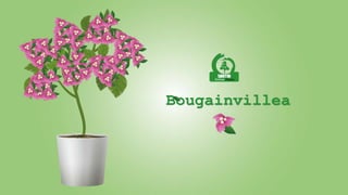 Bougainvillea
 