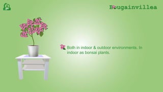Bougainvillea
Both in indoor & outdoor environments. In
indoor as bonsai plants.
 
