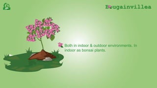 Bougainvillea
Both in indoor & outdoor environments. In
indoor as bonsai plants.
 