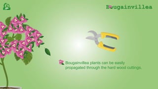 Bougainvillea
Bougainvillea plants can be easily
propagated through the hard wood cuttings.
 