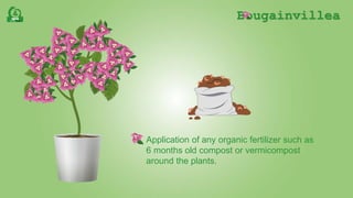 Bougainvillea
Application of any organic fertilizer such as
6 months old compost or vermicompost
around the plants.
 