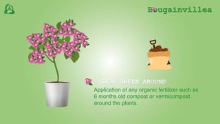 Bougainvillea
Application of any organic fertilizer such as
6 months old compost or vermicompost
around the plants.
GROW GREEN AROUND
 