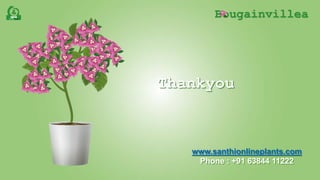 Bougainvillea
www.santhionlineplants.com
Phone : +91 63844 11222
Thankyou
 