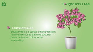 Bougainvillea
bougainvillea
Bougainvillea is a popular ornamental plant
mainly grown for its attractive colourful
bracts that splash colour to the
surrounding.
 