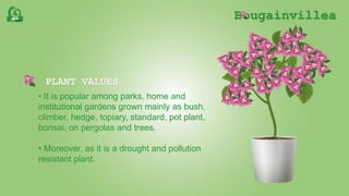 Bougainvillea
PLANT VALUES
• It is popular among parks, home and
institutional gardens grown mainly as bush,
climber, hedge, topiary, standard, pot plant,
bonsai, on pergolas and trees.
• Moreover, as it is a drought and pollution
resistant plant.
 