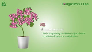 Bougainvillea
ADAPTABILITY
Wide adaptability to different agro-climatic
conditions & easy for multiplication.
 