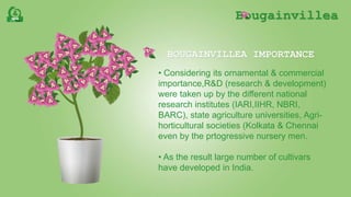 Bougainvillea
BOUGAINVILLEA IMPORTANCE
• Considering its ornamental & commercial
importance,R&D (research & development)
were taken up by the different national
research institutes (IARI,IIHR, NBRI,
BARC), state agriculture universities, Agri-
horticultural societies (Kolkata & Chennai
even by the prtogressive nursery men.
• As the result large number of cultivars
have developed in India.
 