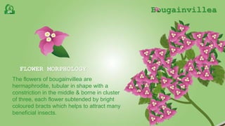 Bougainvillea
FLOWER MORPHOLOGY
The flowers of bougainvillea are
hermaphrodite, tubular in shape with a
constriction in the middle & borne in cluster
of three, each flower subtended by bright
coloured bracts which helps to attract many
beneficial insects.
 