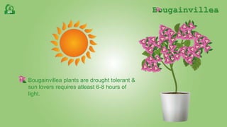 Bougainvillea
Bougainvillea plants are drought tolerant &
sun lovers requires atleast 6-8 hours of
light.
 