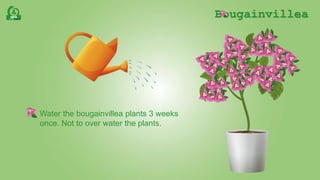 Bougainvillea
Water the bougainvillea plants 3 weeks
once. Not to over water the plants.
 