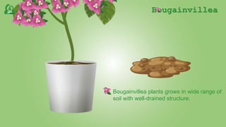 Bougainvillea
Bougainvillea plants grows in wide range of
soil with well-drained structure.
 