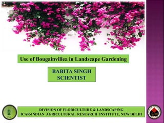 DIVISION OF FLORICULTURE & LANDSCAPING
ICAR-INDIAN AGRICULTURAL RESEARCH INSTITUTE, NEW DELHI
BABITA SINGH
SCIENTIST
Use of Bougainvillea in Landscape Gardening
 