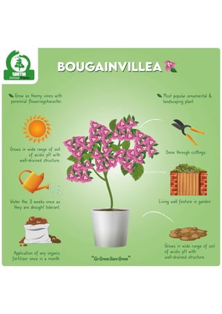 Bougainvillea  infographic-01 (3).pdf