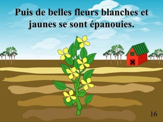 Puis de belles fleurs blanches et
jaunes se sont épanouies.
16
 