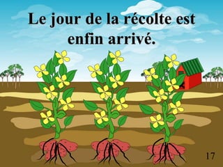 Le jour de la récolte est
enfin arrivé.
17
 